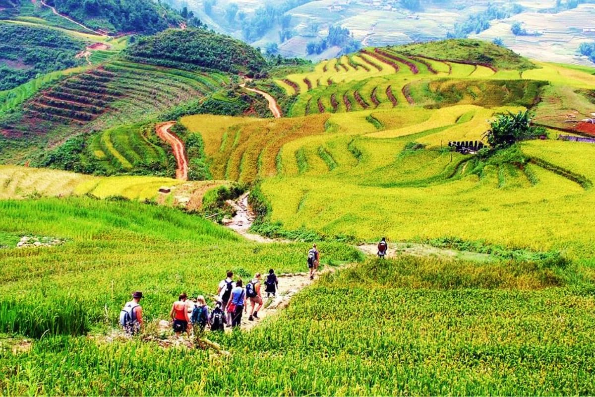 Sapa Half Day Trekking Tour Group of trekkers hiking through terraced rice fields in Sapa valley with winding paths and lush green landscape